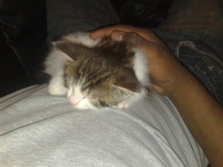 Huskat spot - mmmh, far og mig der putter billede 6