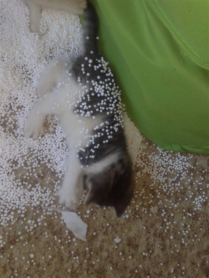 Huskat spot - så fik man hul på sækkestolen. :) billede 7