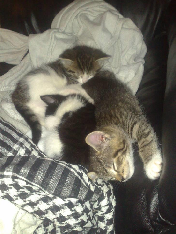 Huskat spot - håber ik brorman prutter. :P billede 8