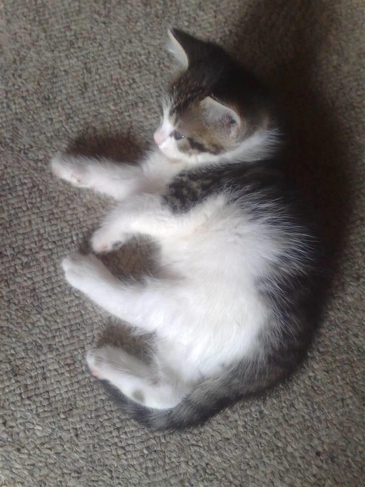 Huskat spot billede 9