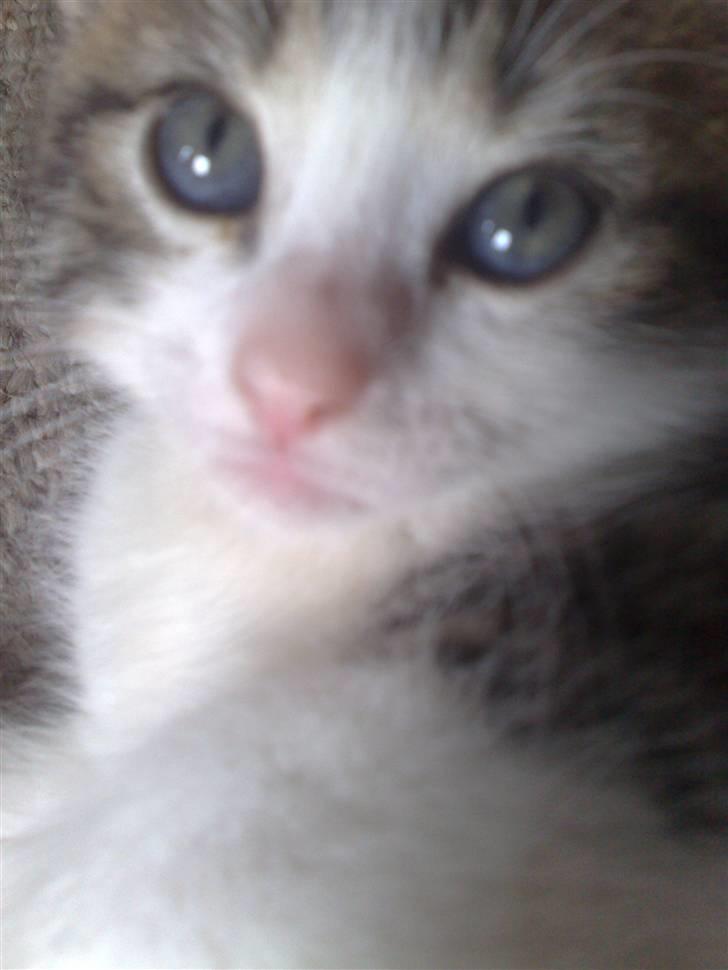 Huskat spot - hej mor :) billede 10