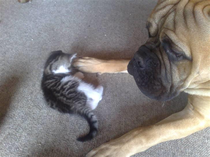 Huskat spot - skal vi samligne poter? Nøøøj din er stor. billede 11