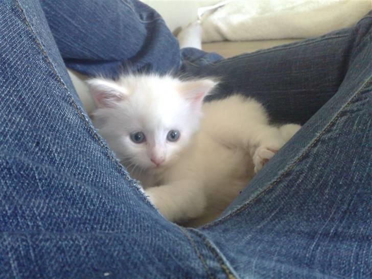 Maine Coon Aslan - Aslan 5 uger gammel billede 6