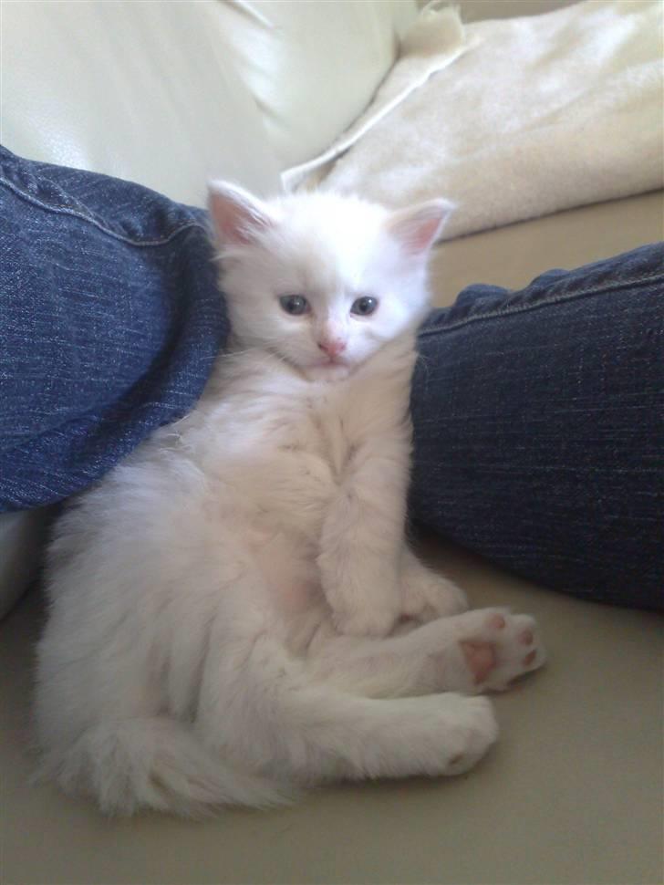 Maine Coon Aslan - Aslan 5 uger gammel billede 7