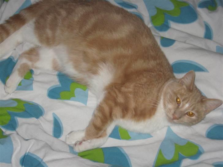 Huskat Sofus - Ligger i mor og fars seng (: billede 1