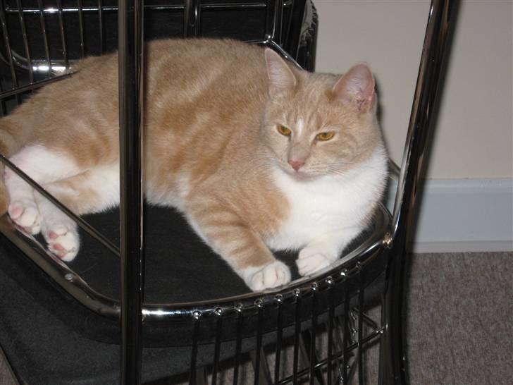 Huskat Sofus - Slapper lige af.. smiler billede 2