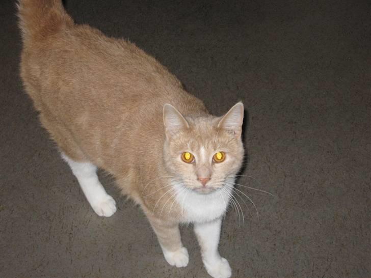 Huskat Sofus - Kuk Kuk... (: billede 3