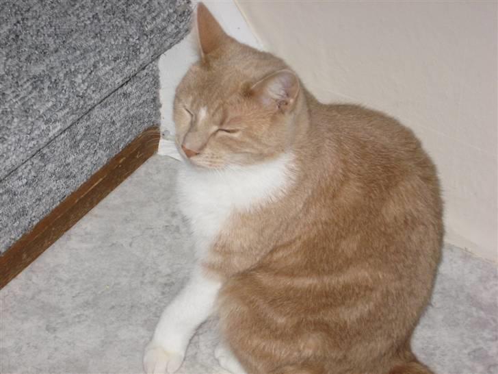 Huskat Sofus - Åhh.. jeg er træt.. billede 4