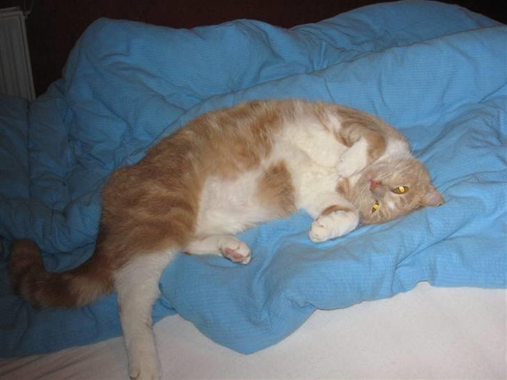 Huskat Sofus - Jeg er bare dejlig billede 5