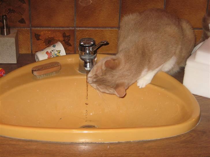 Huskat Sofus - Drikke..drikke..drikke billede 6