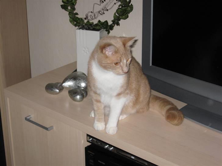 Huskat Sofus billede 7