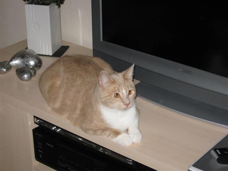 Huskat Sofus billede 8