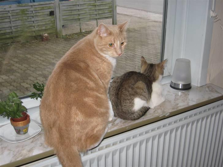 Huskat Sofus billede 9