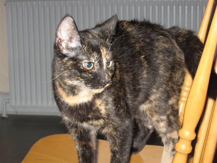 Blanding af racer Talia - Talia et år gammel :) billede 1