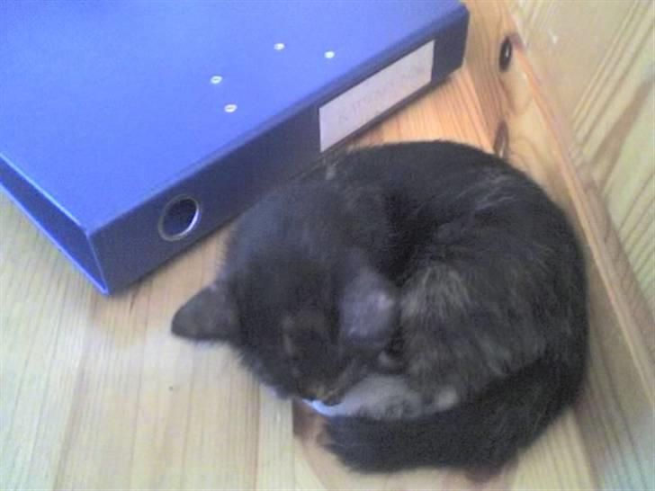 Blanding af racer Talia - Et par måneder gammel billede 2