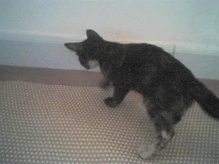 Blanding af racer Talia billede 3