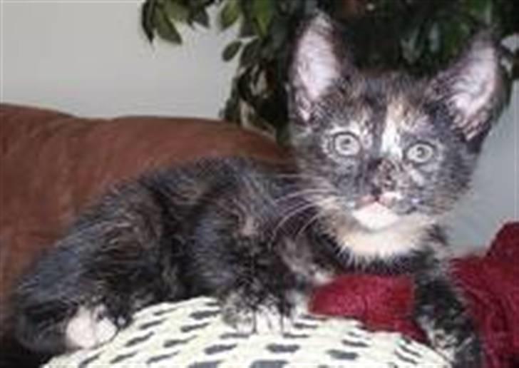 Blanding af racer Talia - Kun to måneder billede 4