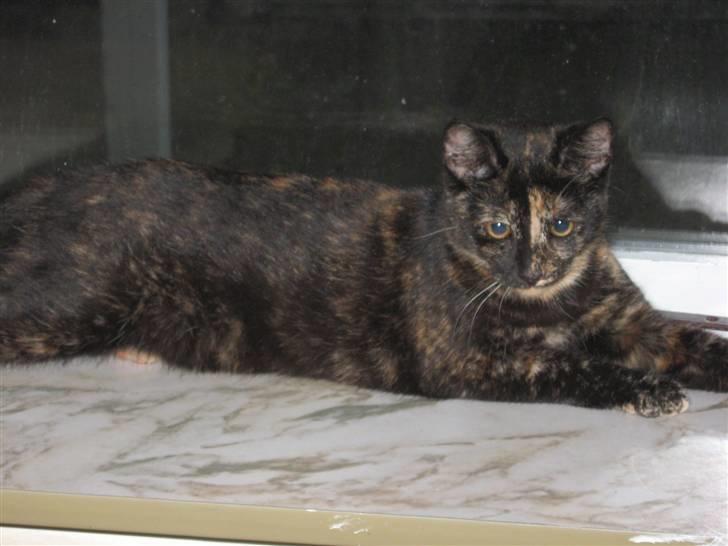 Blanding af racer Talia billede 5