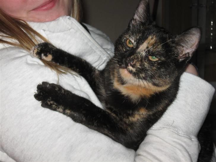 Blanding af racer Talia - Åh.. træt..! billede 6