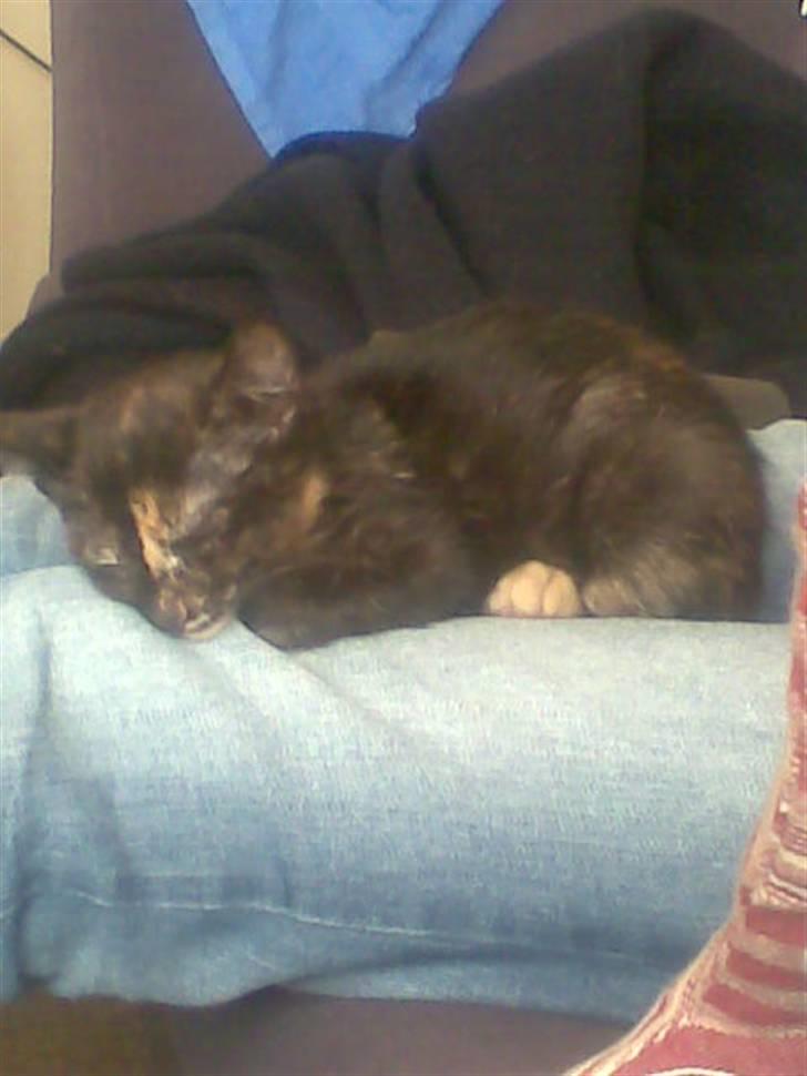 Blanding af racer Talia billede 7