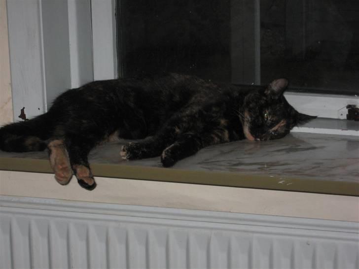 Blanding af racer Talia billede 8