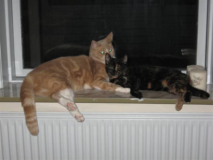 Blanding af racer Talia - Sofus og Talia billede 9