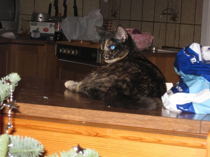 Blanding af racer Talia billede 10