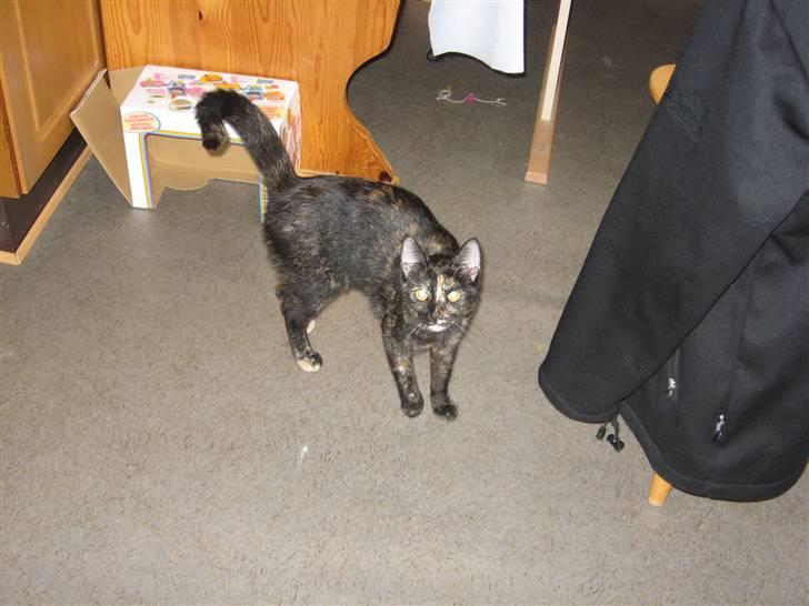 Blanding af racer Talia billede 11