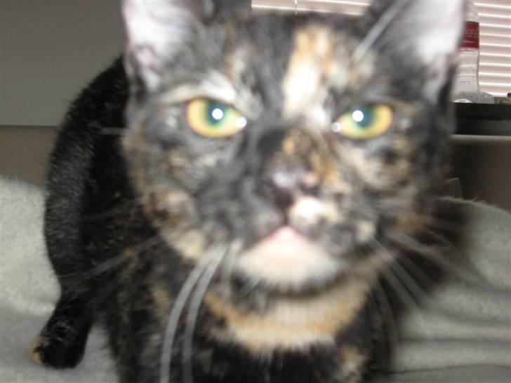 Blanding af racer Talia billede 12