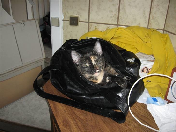 Blanding af racer Talia - Jeg holder lige mors taske varm... (: billede 13