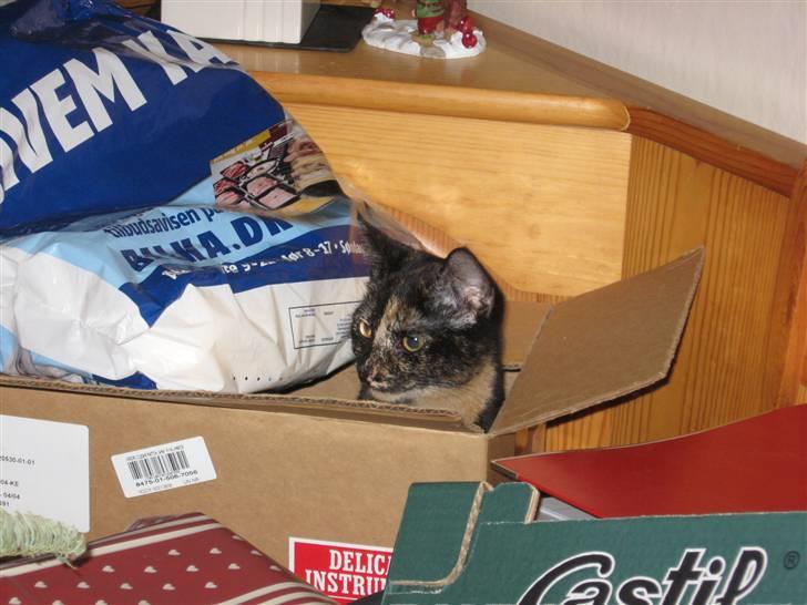 Blanding af racer Talia - Kuk Kuk.. her er jeg.. <3 billede 14