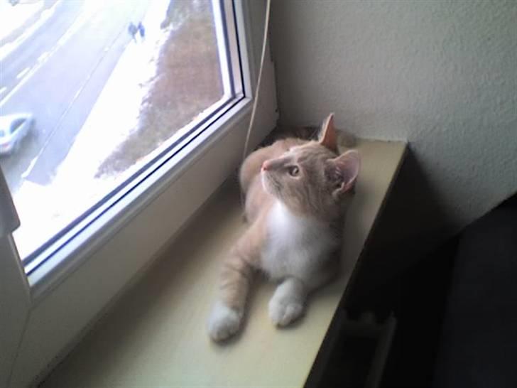 Huskat Sofus - Kun et par måneder gammel billede 10