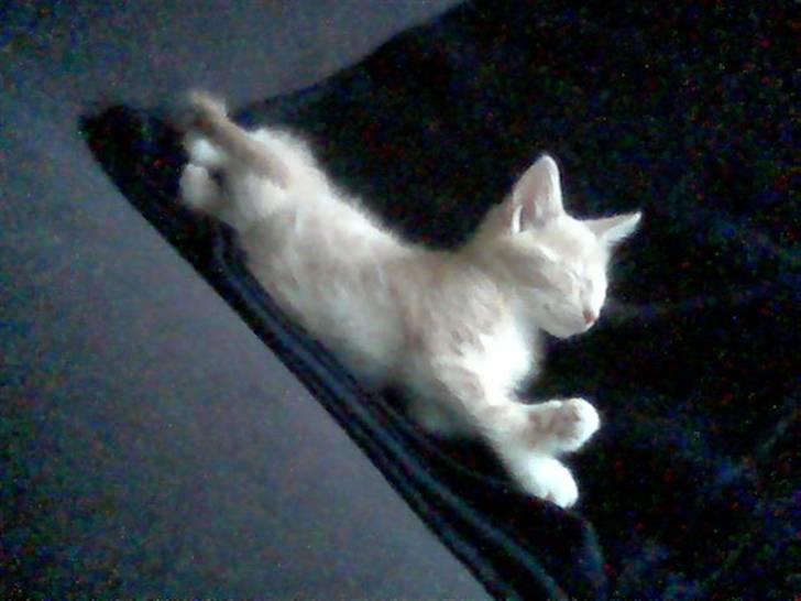 Huskat Sofus - Første dag hjemme billede 11