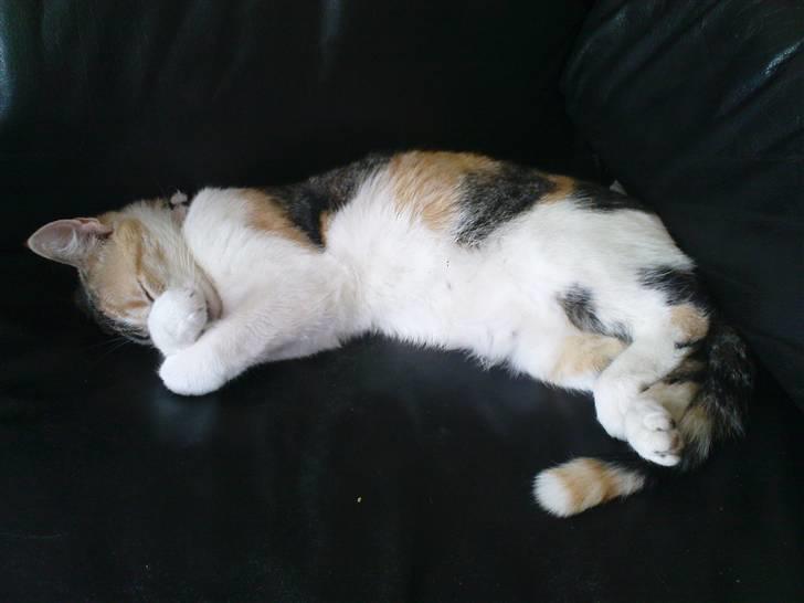 Huskat Amili (Mille) - Verdens dejligste Mille pige (: Her 33 dage henne (: billede 15