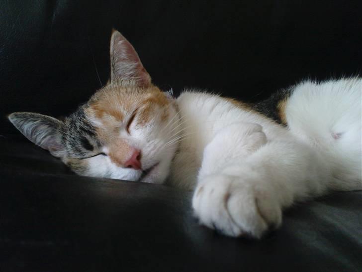 Huskat Amili (Mille) - Mille tager en slapper i sofaen :) Her 33 dage henne :) billede 16