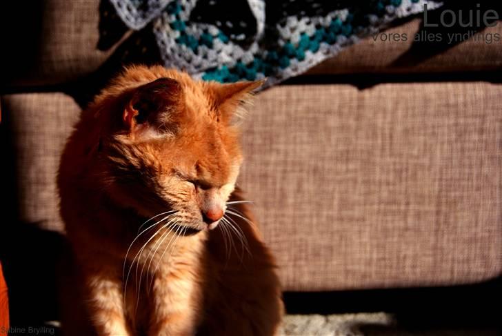 Blanding af racer Louie AFLIVET - NYT billede 1