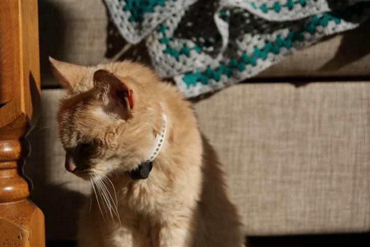 Blanding af racer Louie AFLIVET - NYT billede 2