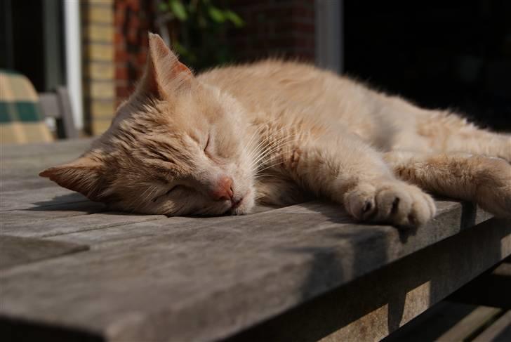 Blanding af racer Louie AFLIVET billede 3