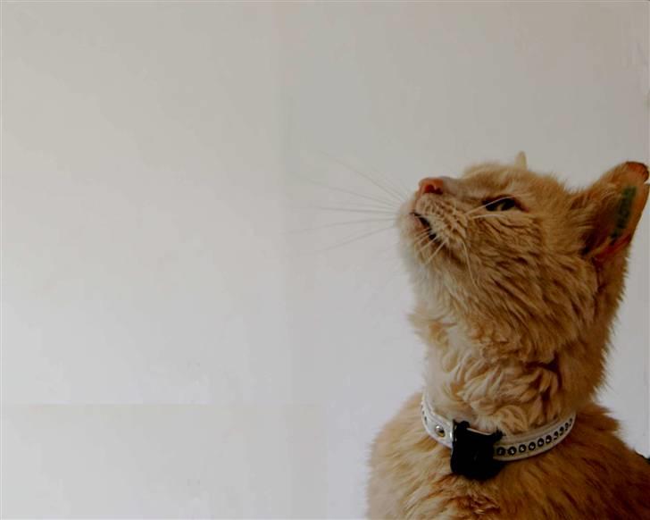 Blanding af racer Louie AFLIVET - NYT billede 4