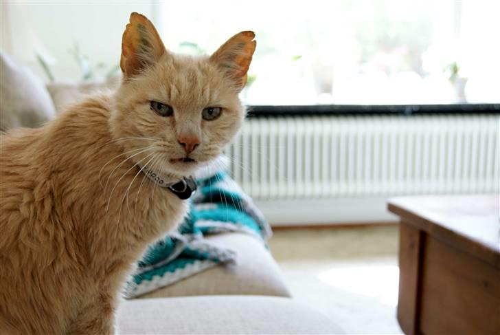 Blanding af racer Louie AFLIVET billede 5