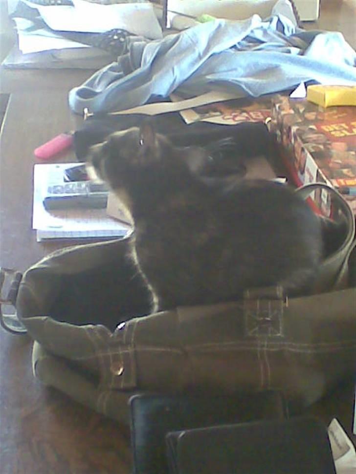 Blanding af racer Talia billede 15