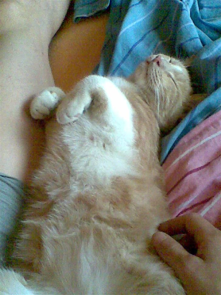 Huskat Sofus billede 12