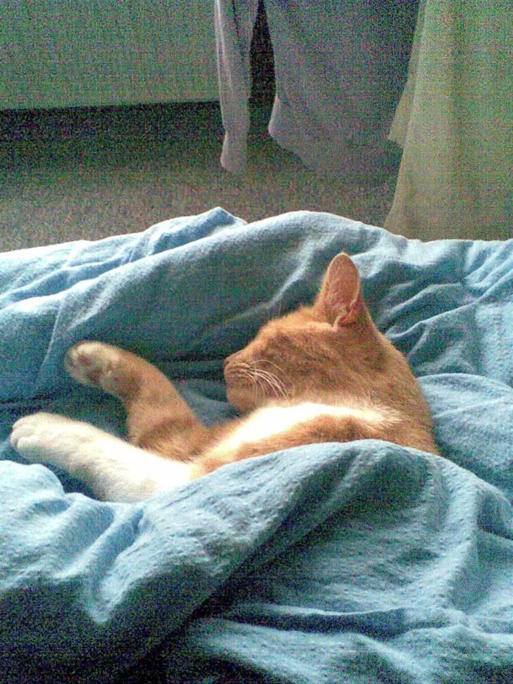 Huskat Sofus billede 13