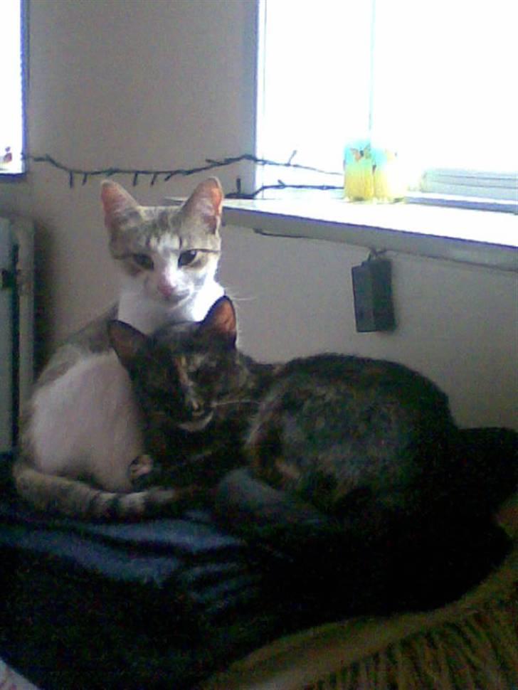 Blanding af racer Talia billede 16