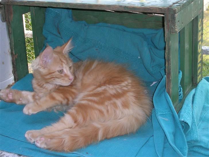 Maine Coon Lykken's Lystig - fra i sommer billede 19