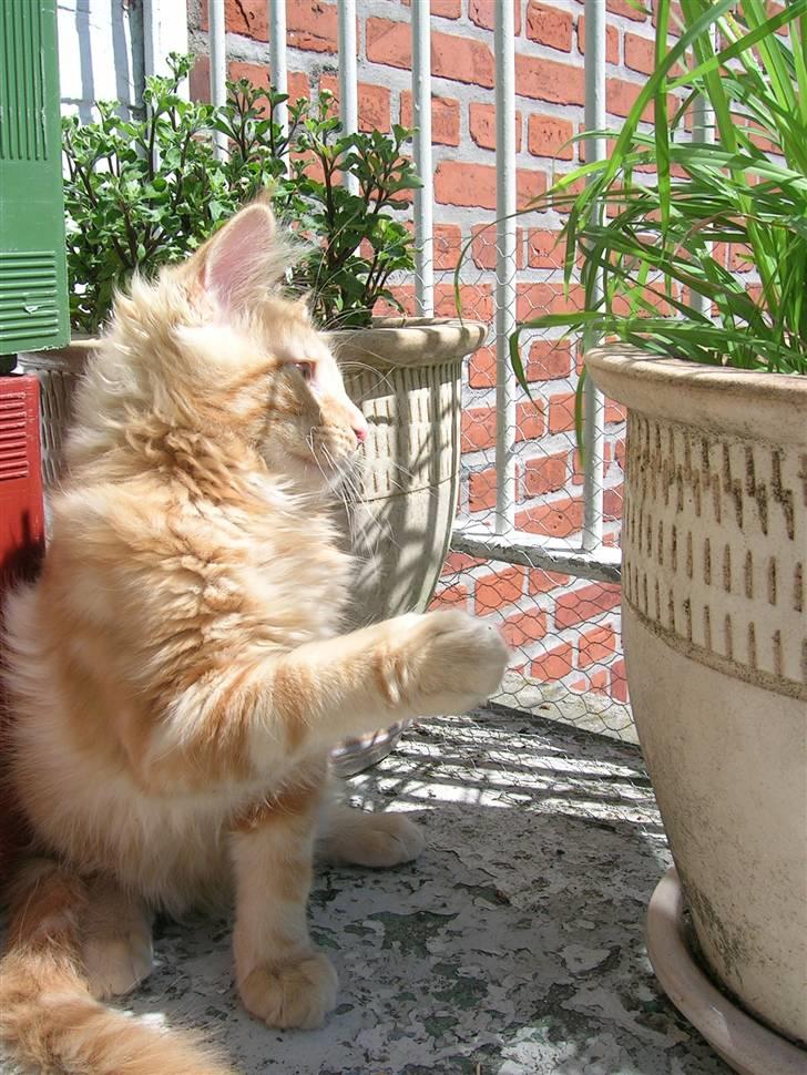 Maine Coon Lykken's Lystig billede 20