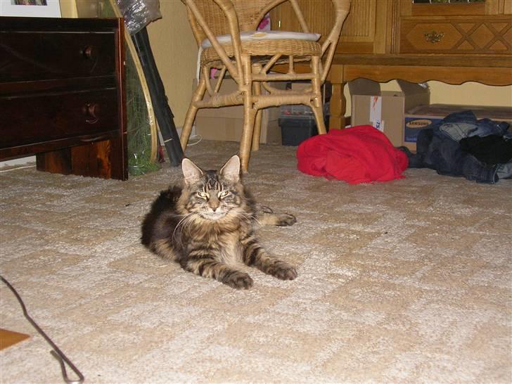 Maine Coon Mille billede 1