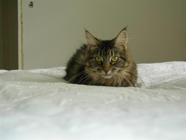 Maine Coon Mille billede 2