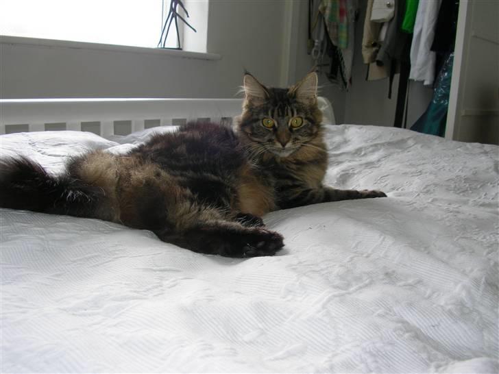 Maine Coon Mille billede 3
