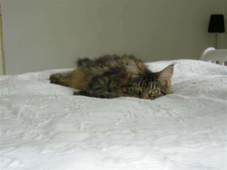 Maine Coon Mille billede 4